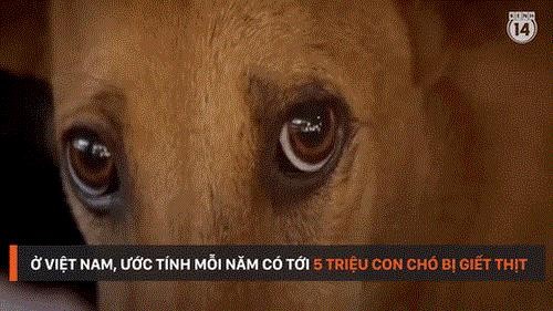 Đôi mắt tuyệt vọng đầy ám ảnh của chú chó sắp lên...bàn nhậu ảnh 2