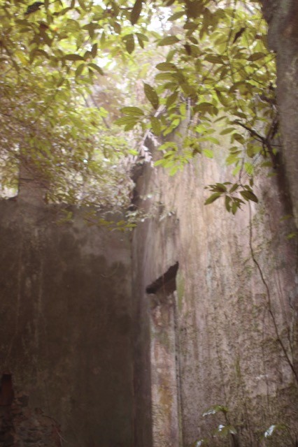 Phế tích biệt thự cũ thời Pháp ở Vườn Quốc gia Ba Vì ảnh 1