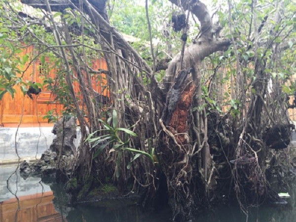 Sự thật về kho báu dưới cây sanh cổ 14 tỷ ở Huế ảnh 1