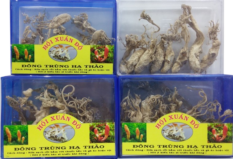 Ông vua đông trùng hạ thảo và nấm linh chi rừng quý hiếm Xuân Độ ảnh 2