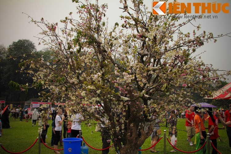 Lễ hội hoa anh đào 2016: Thất vọng vì hoa anh đào héo úa ảnh 1
