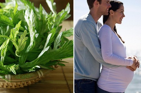 Những nguy hại khôn lường từ rau ngải cứu mà ai cũng phải biết ảnh 2