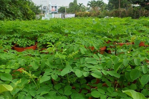 Thực hư thông tin rau chùm ngây diệt được tế bào ung thư? ảnh 2