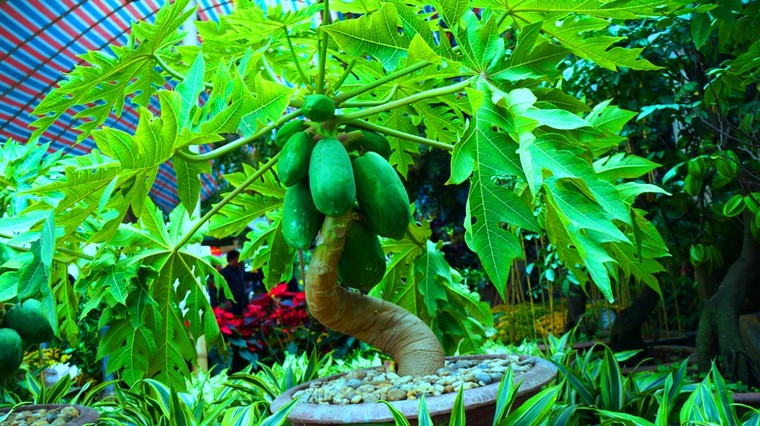 Trong nhà có cây đu đủ bạn không lo khi mắc những bệnh này ảnh 1