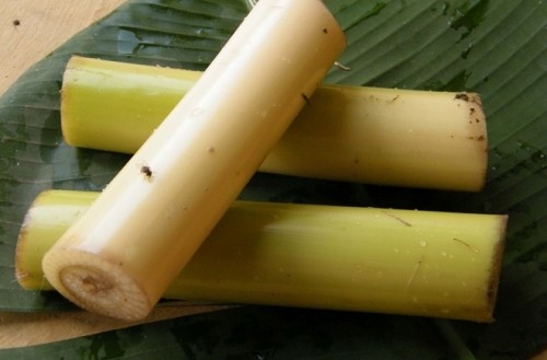 Những tác dụng không ngờ từ thân cây chuối bạn nên biết ảnh 2