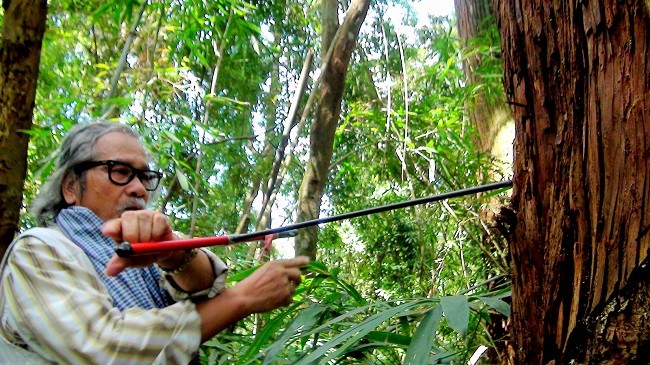 Thăm rừng di sản pơ mu ảnh 2