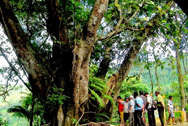 Thăm rừng di sản pơ mu ảnh 3
