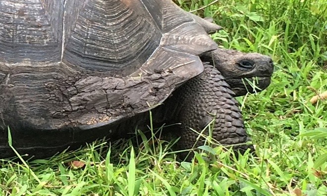 10 loài mới phát hiện ấn tượng nhất năm 2016 ảnh 1