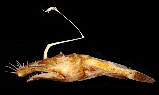 10 loài mới phát hiện ấn tượng nhất năm 2016 ảnh 5