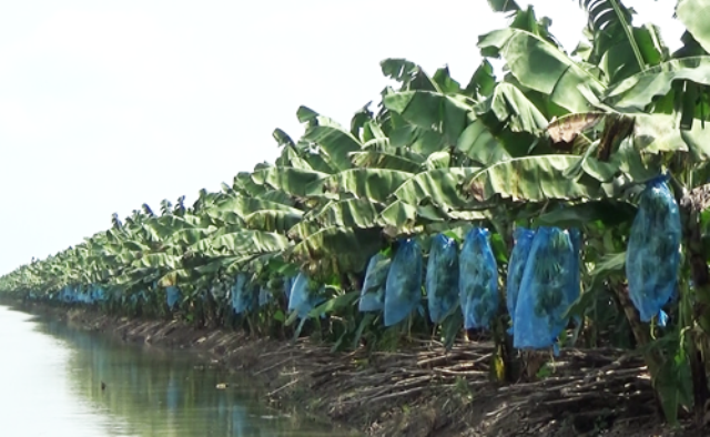 Nông trường Sông Hậu đang 'hấp hối' ảnh 1