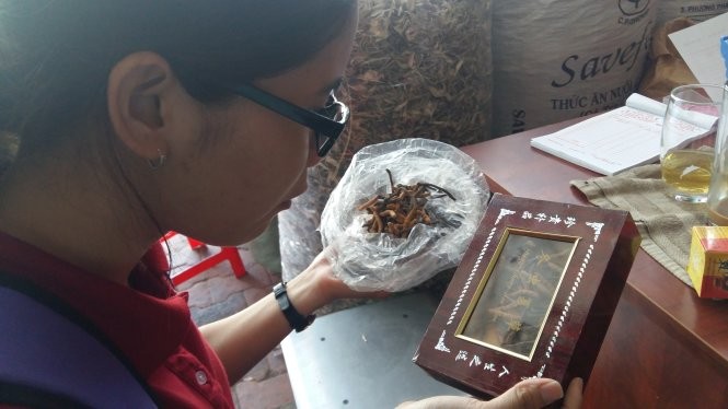 Báo TQ: Đông trùng hạ thảo không phải thần dược lại mắc hơn vàng ảnh 1