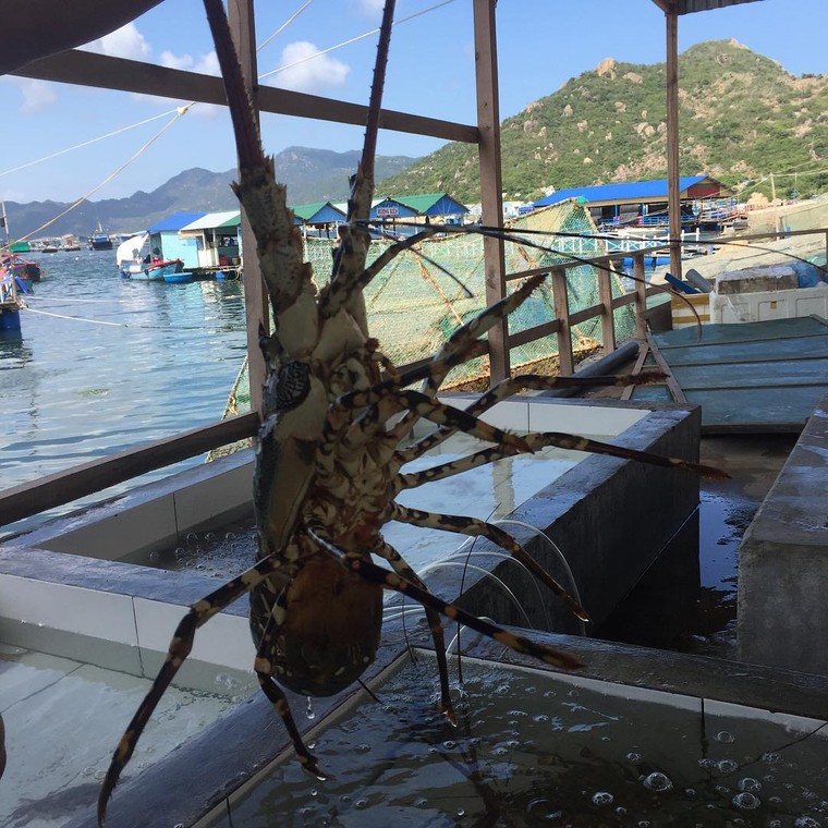 Ghé thăm những hòn đảo này để thưởng thức tôm hùm 'ngon, bổ, rẻ' ảnh 3