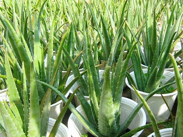 Để ngăn ngừa bệnh ung thư trong nhà bạn phải trồng những cây này ảnh 1