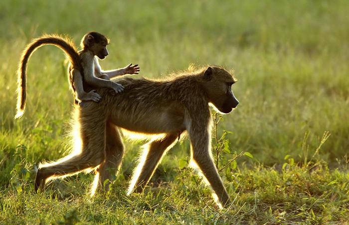 Đồng bằng Okavango - Di sản thiên nhiên thế giới tại Botswana ảnh 5