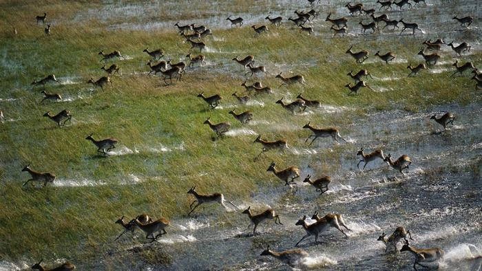 Đồng bằng Okavango - Di sản thiên nhiên thế giới tại Botswana ảnh 7