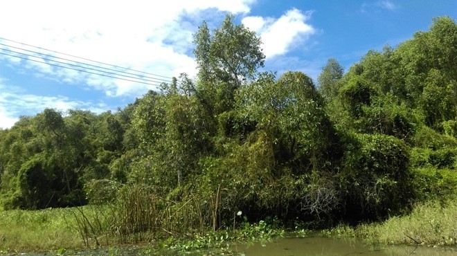 Khám phá rừng tràm bí ẩn tại làng nổi Tân Lập ảnh 2