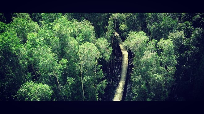 Khám phá rừng tràm bí ẩn tại làng nổi Tân Lập ảnh 4