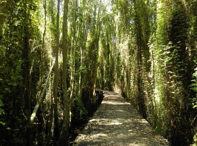 Khám phá rừng tràm bí ẩn tại làng nổi Tân Lập ảnh 7