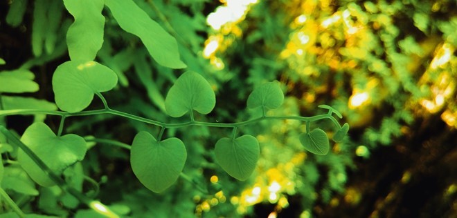 Khám phá rừng tràm bí ẩn tại làng nổi Tân Lập ảnh 11