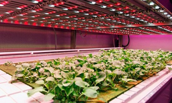 Những công nghệ trồng rau sạch kiểu mới ảnh 2