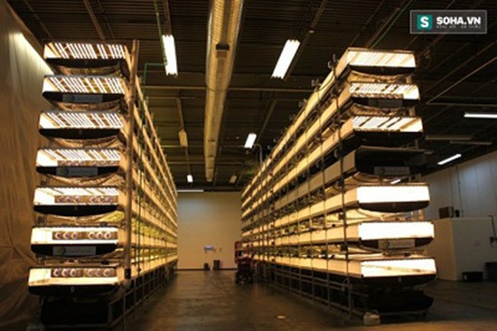 Những công nghệ trồng rau sạch kiểu mới ảnh 4