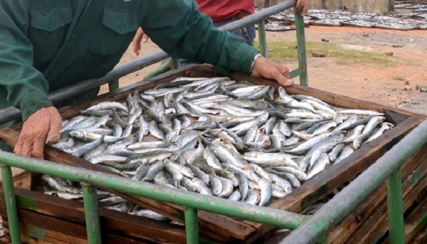 Chưa ai chết vì Phenol trừ… những người buôn cá ảnh 1