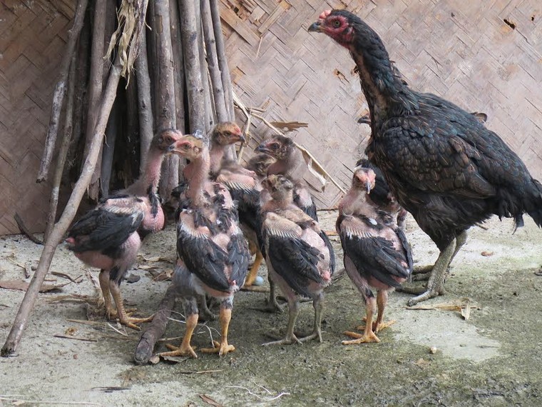 Thương vụ bậc nhất Bắc Bộ: Ô tô 1 tỷ đổi cặp thần kê ảnh 3