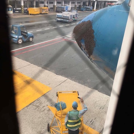 Hàng ngàn con ong bu kín đầu máy bay Vietnam Airlines ảnh 1