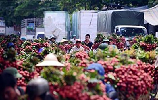 Trái cây Việt hướng vào thị trường 'khó tính' ảnh 1