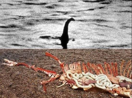 Xác động vật dạt vào bờ Loch Ness, nghi là quái vật huyền thoại ảnh 1