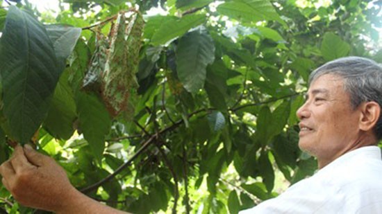 Nuôi kiến để... thay thuốc trừ sâu ảnh 1