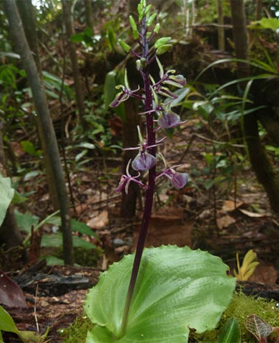 13 loài lan ở khu bảo tồn thiên nhiên Hòn Bà ảnh 3