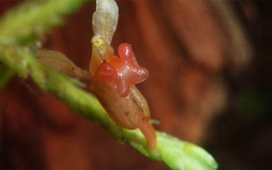 13 loài lan ở khu bảo tồn thiên nhiên Hòn Bà ảnh 13