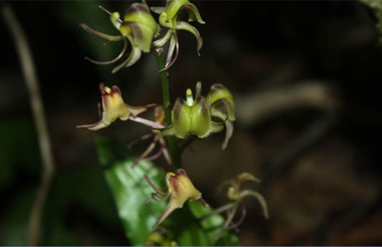 13 loài lan ở khu bảo tồn thiên nhiên Hòn Bà ảnh 4