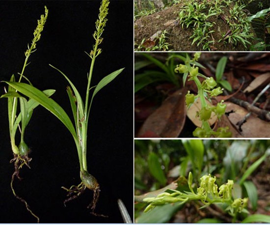 13 loài lan ở khu bảo tồn thiên nhiên Hòn Bà ảnh 1