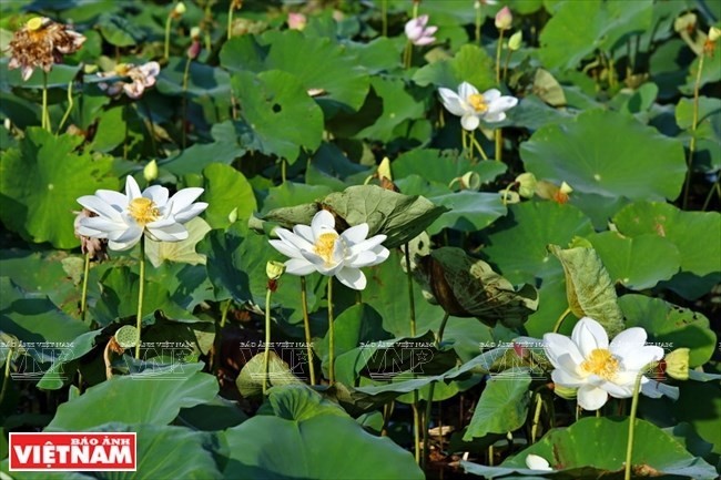 Bảo tồn và nhân giống thành công sen trắng trong Đại Nội Huế ảnh 1