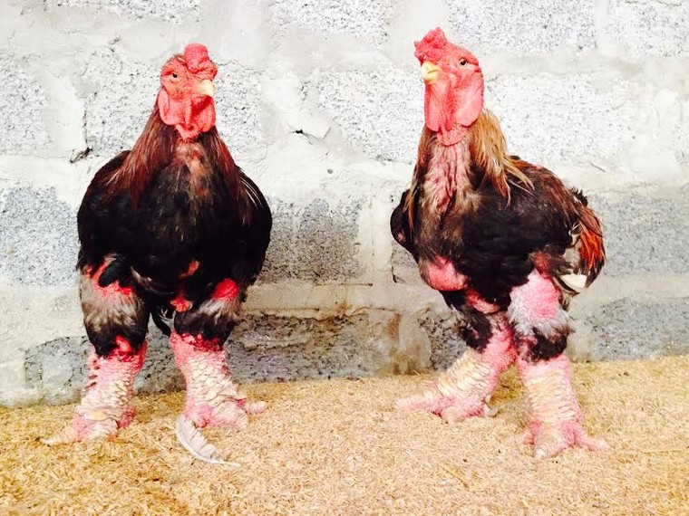 Gà Đông Tảo 60 triệu: Quá yêu đem ngâm rượu ngắm ảnh 1