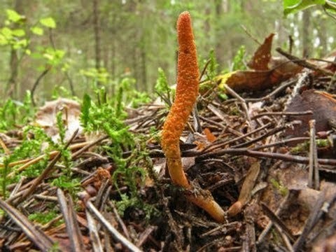 Đắt hơn vàng, đông trùng hạ thảo giả xuất hiện tràn lan ảnh 2