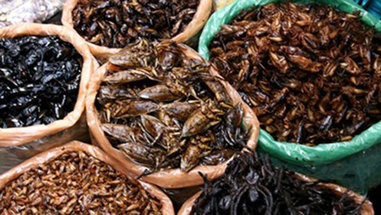 Nhiều ca ngộ độc do ăn côn trùng ảnh 1