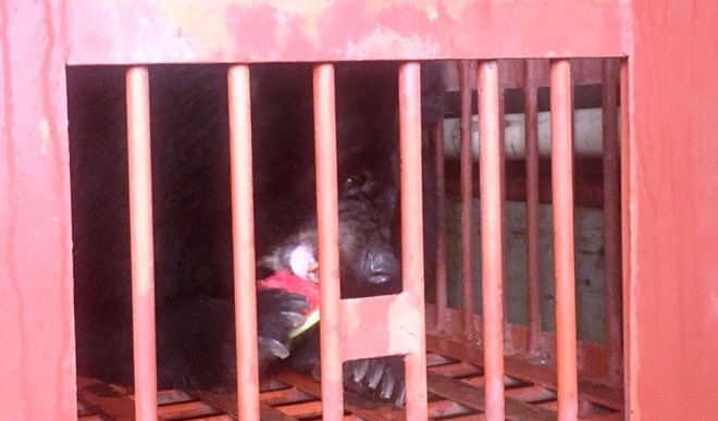 Gấu ngựa được cứu hộ sau hơn một thập kỷ trong lồng sắt ảnh 10