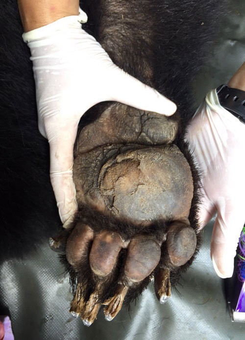 Gấu ngựa được cứu hộ sau hơn một thập kỷ trong lồng sắt ảnh 7