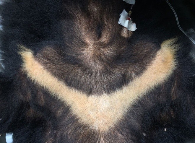 Gấu ngựa được cứu hộ sau hơn một thập kỷ trong lồng sắt ảnh 5