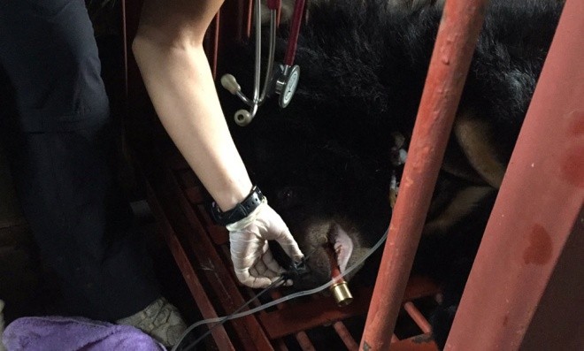 Gấu ngựa được cứu hộ sau hơn một thập kỷ trong lồng sắt ảnh 8