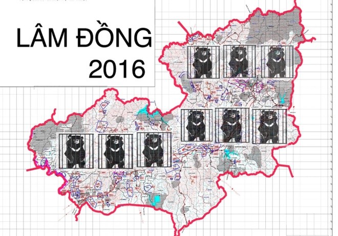 Gấu ngựa được cứu hộ sau hơn một thập kỷ trong lồng sắt ảnh 11