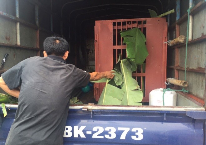 Gấu ngựa được cứu hộ sau hơn một thập kỷ trong lồng sắt ảnh 9