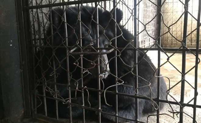 Gấu ngựa được cứu hộ sau hơn một thập kỷ trong lồng sắt ảnh 4