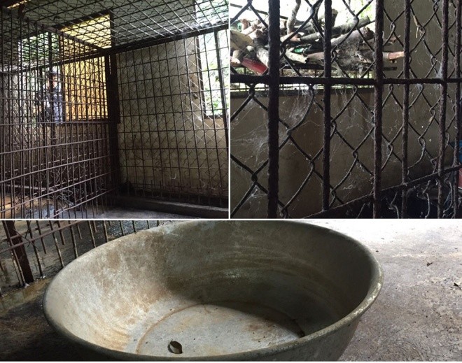 Gấu ngựa được cứu hộ sau hơn một thập kỷ trong lồng sắt ảnh 3