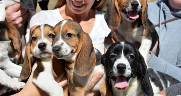 Lần đầu tiên chó ra đời bằng phương pháp thụ tinh trong ống nghiệm ảnh 2