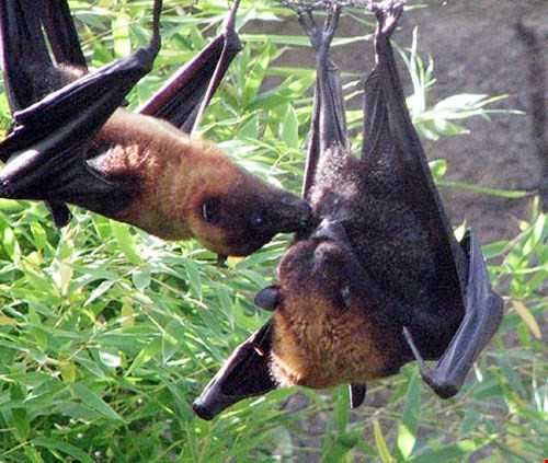 Rùng mình trước quy trình chế biến món tiết canh dơi chết người ảnh 1