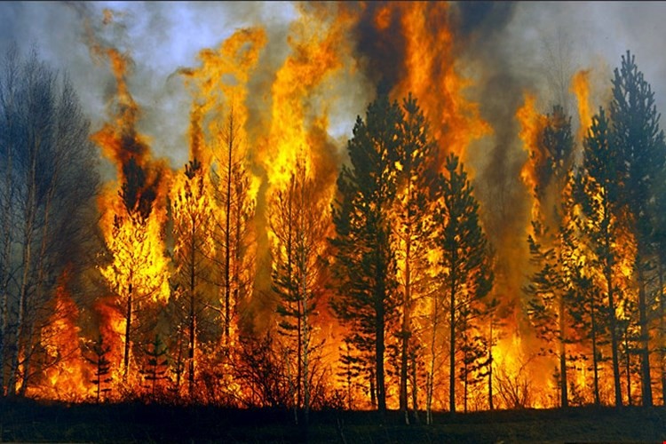 Nhà tiên tri Nostradamus đã dự đoán chuẩn xác về năm 2015? ảnh 4